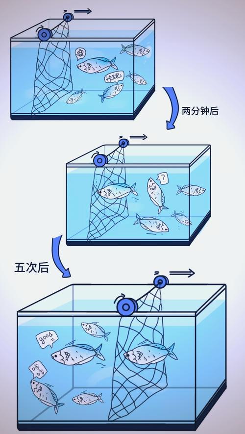 金鱼七秒记忆误区科学辟谣示意图