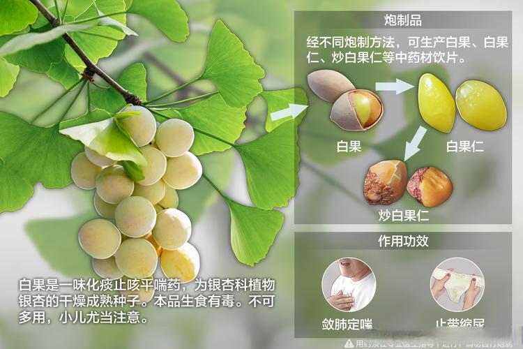 别把银杏当药材神化