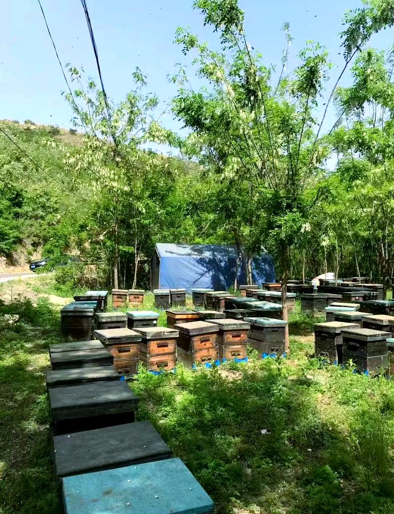 湖北南漳荆山山林野生土蜂蜂场