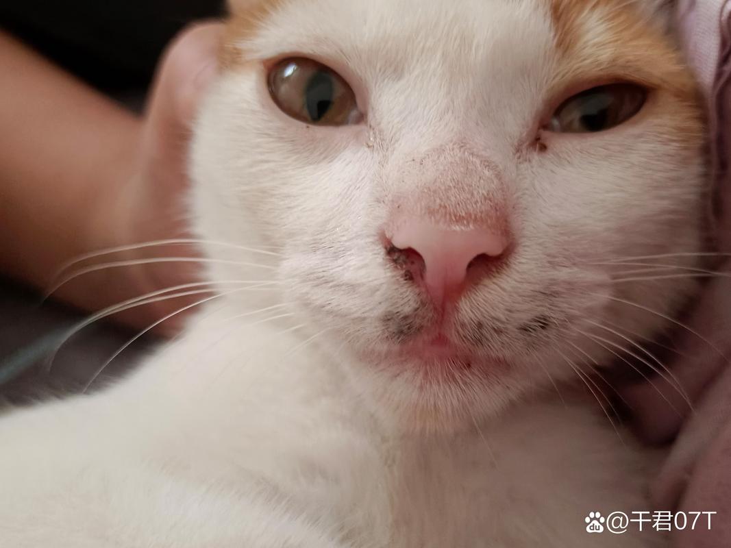 猫胡须根部微观结构特写