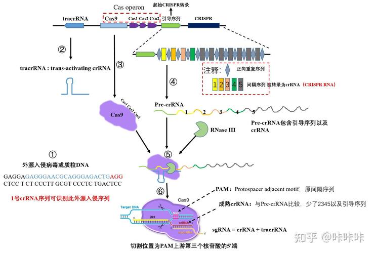 CRISPR-Cas9细菌免疫系统示意图