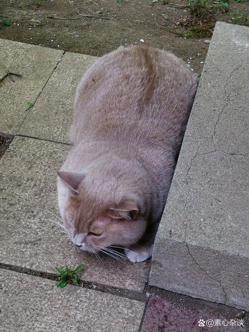 16岁老年蓝猫蹲在家门口迷路实拍