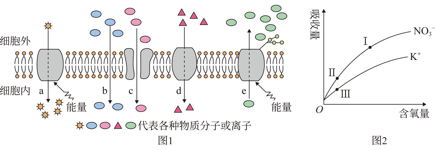 高中生物物质跨膜运输类型对比示意图