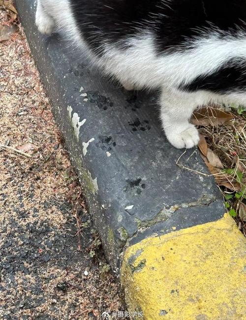 单元楼梯水泥面沾青草屑的三花猫爪印