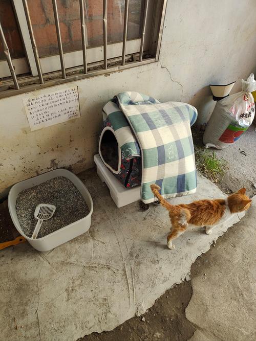 居民阳台防护栏边偷闻腊鱼的橘猫实拍