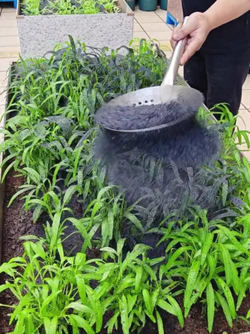 家庭阳台盆栽撒草木灰实景图