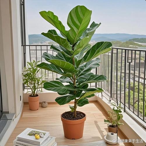 室内观叶植物琴叶榕在窗边散射光下的日常养护场景图