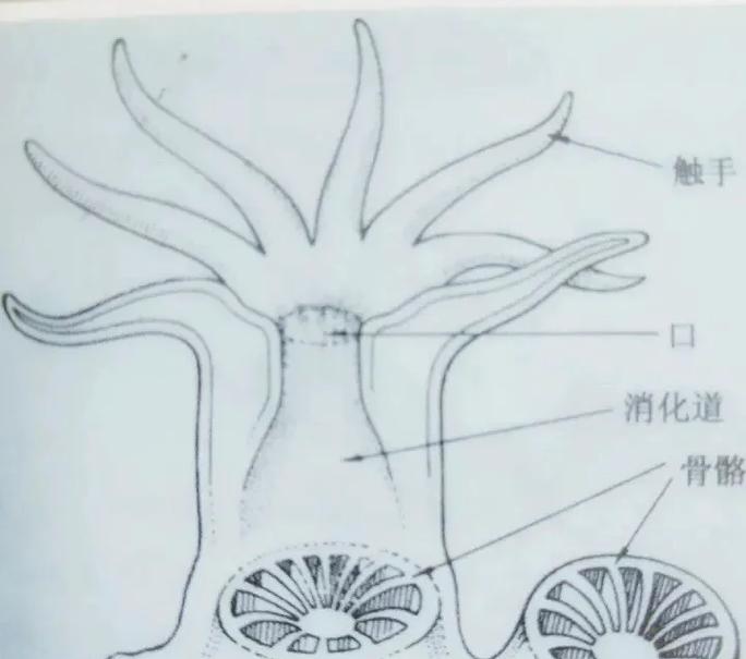 珊瑚:海底城市正在崩塌,而人类才刚开始读懂它-因为所以