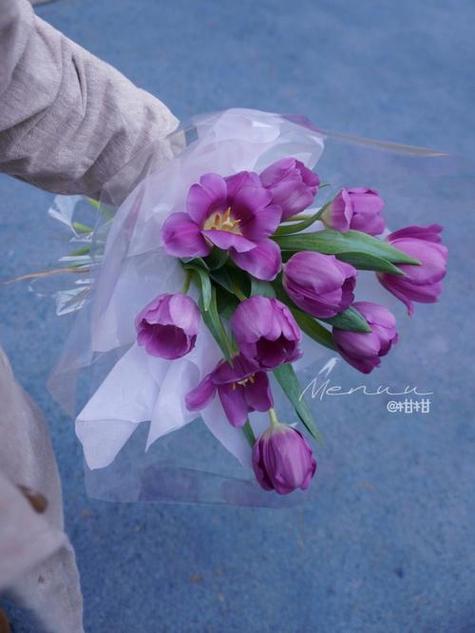 紫色郁金香手捧花特写黑丝绒绑带