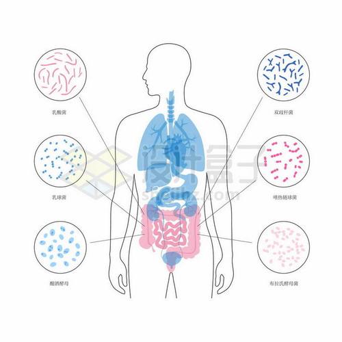 6月龄宝宝肠道菌群快递分拣示意图