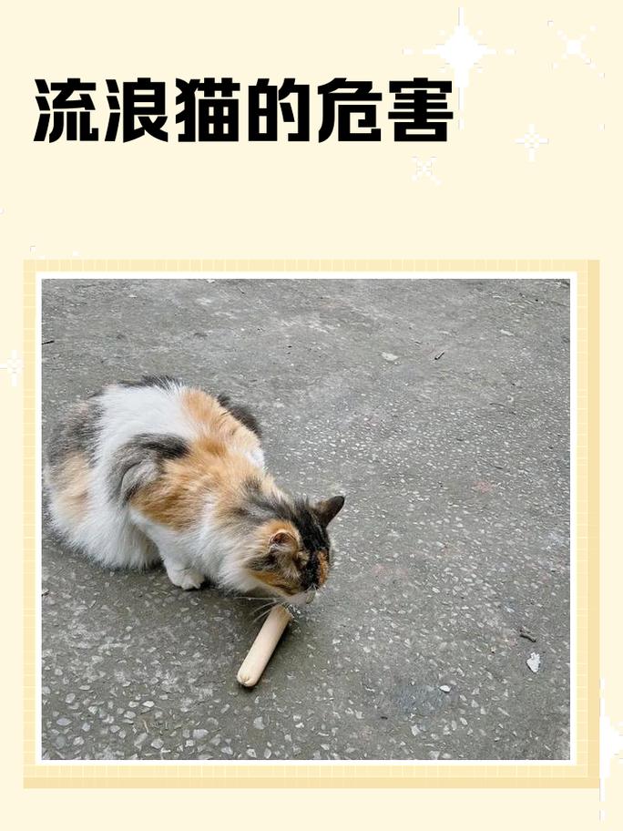 流浪猫问题:爱恨交织的现代困局