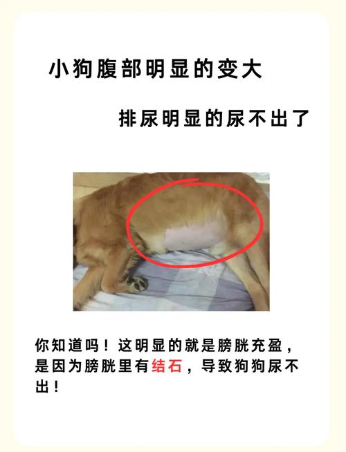 养宠家庭狗狗膀胱炎常见压力诱因场景