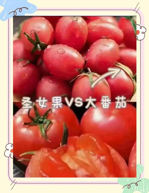 不同季节西红柿糖度对比厨房实拍