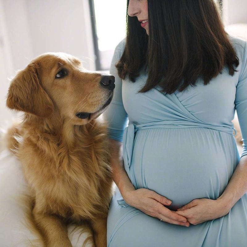 孕妇居家与宠物安全互动场景实拍