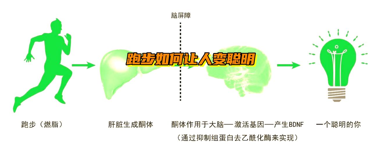 跑步时大脑BDNF释放示意图