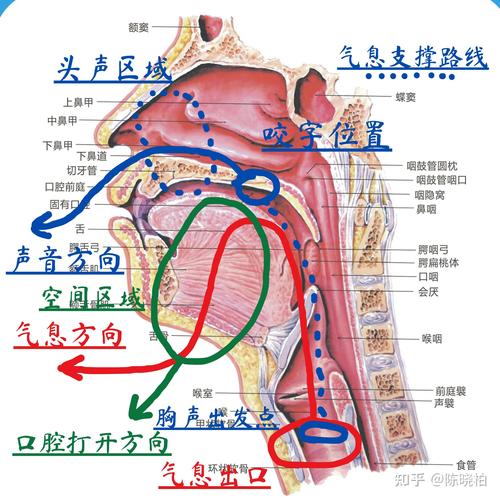 唱歌喉咙发力vs横膈膜发力对比图