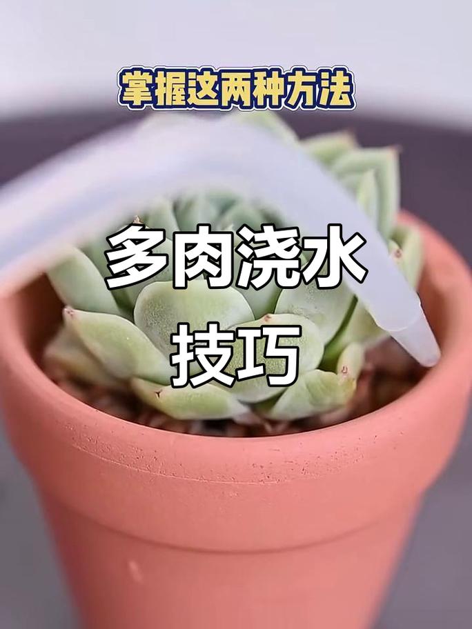 阳台牙签测绿植土壤湿度实拍