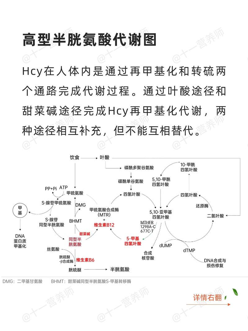 同型半胱氨酸代谢通路所需营养素示意图