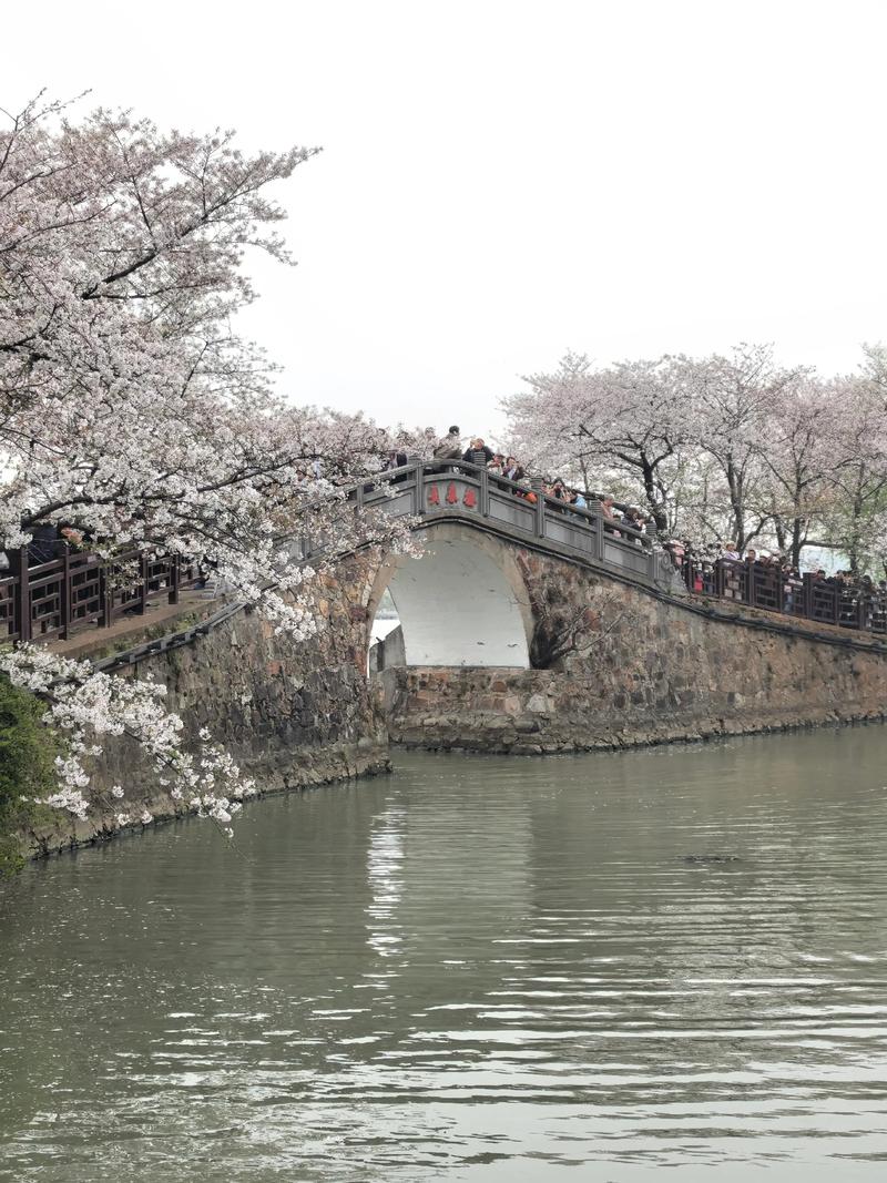鼋头渚樱花长春桥