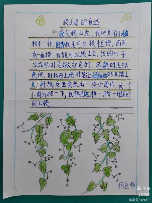 小学生手写的爬山虎观察作业原始记录页