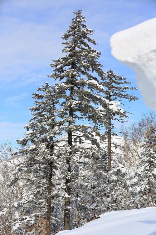 长白山冬季红松积雪压枝景观