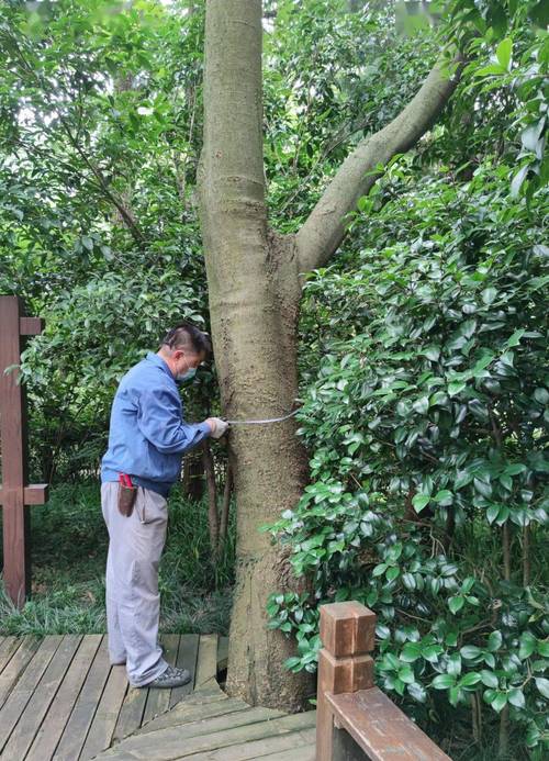 小区物业测量大树斜枝长度现场