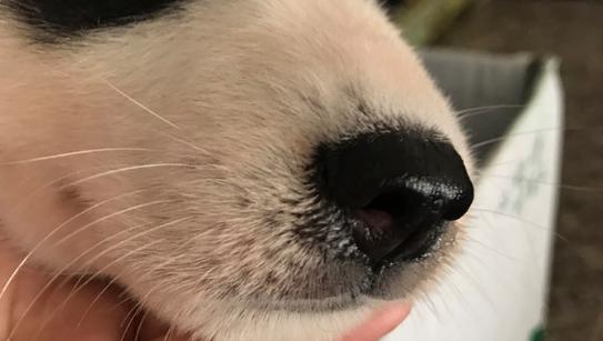 初期犬瘟热狗狗流清鼻涕实拍图