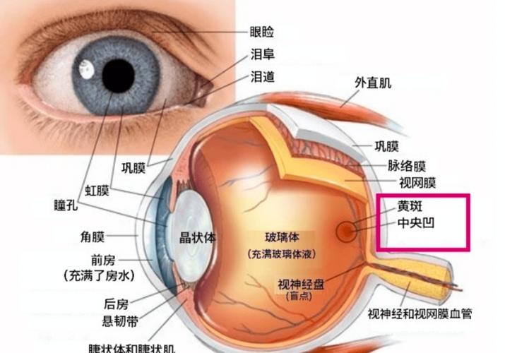 鹰:冷血进化下的完美杀戮机器,还是被误解的空中游侠?-因为所以