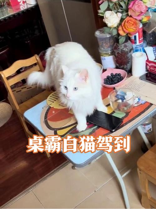 猫咪用爪子推玻璃杯即将掉落的瞬间