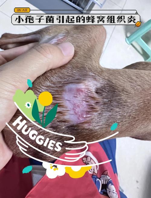 犬小孢子菌在家居布艺缝隙存活示意图