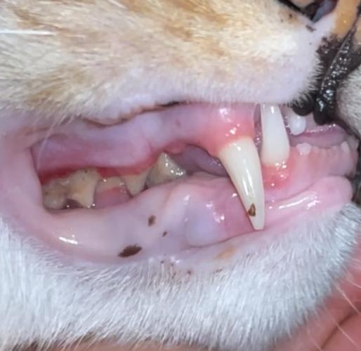 兽医检查家猫牙龈内侧红肿的临床实拍图