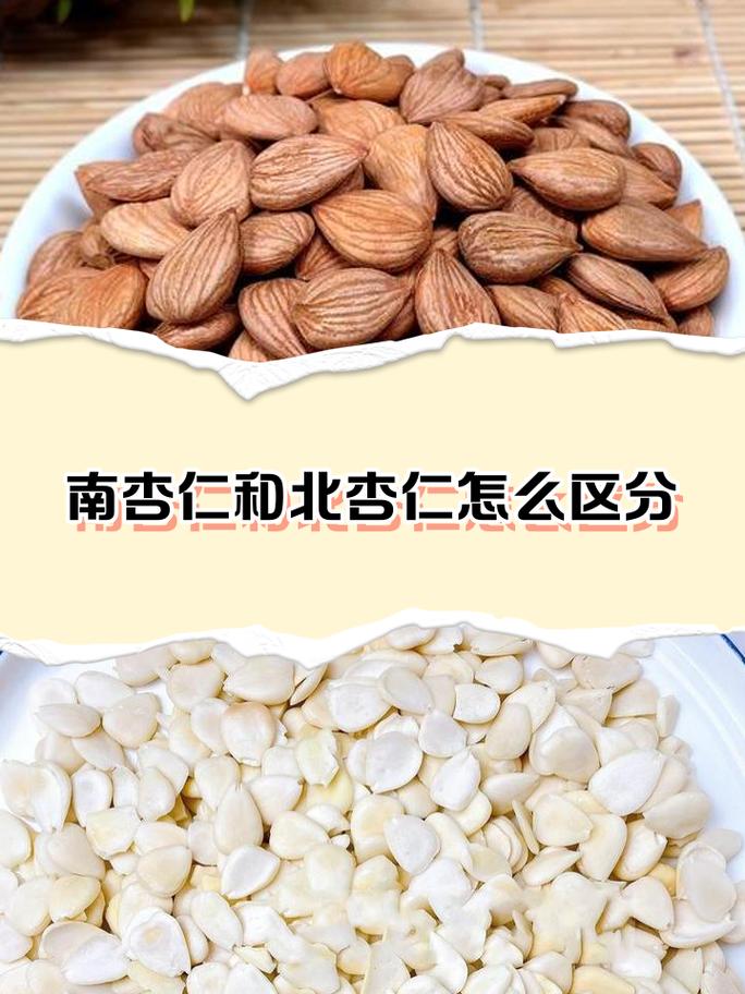 南杏北杏对比实物照片
