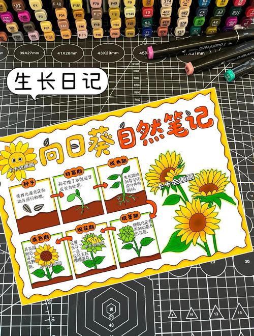 小学语文学生周记手绘向日葵生长记录