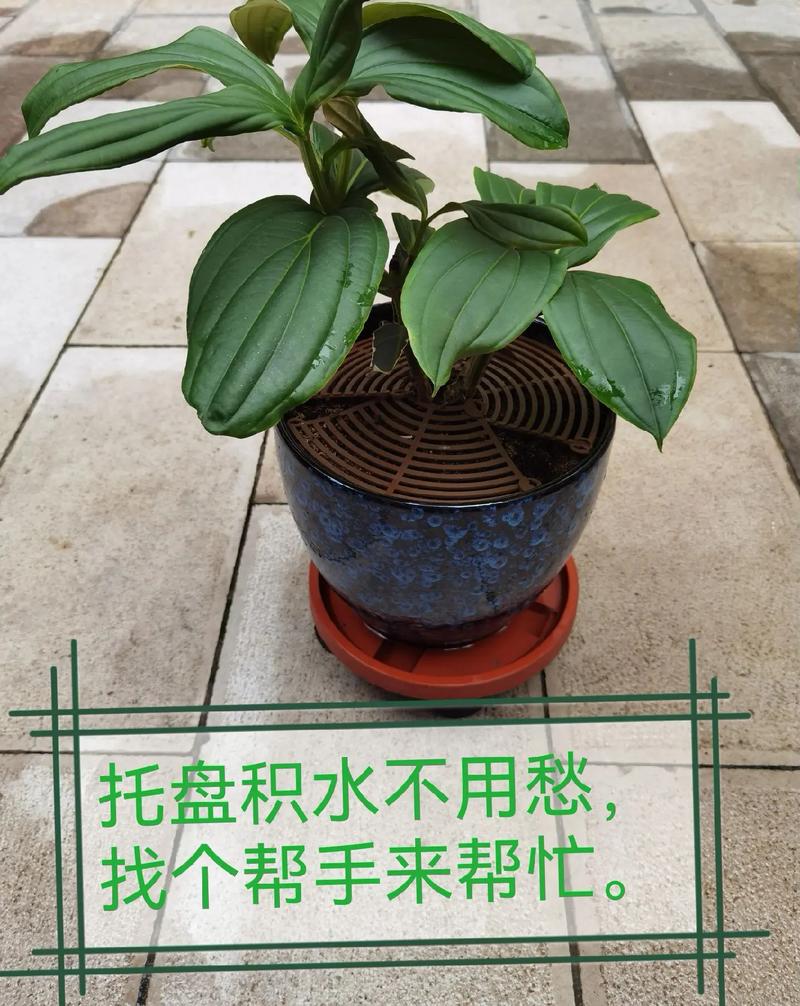 家庭阳台花盆托盘积水清理驱蚊示意图