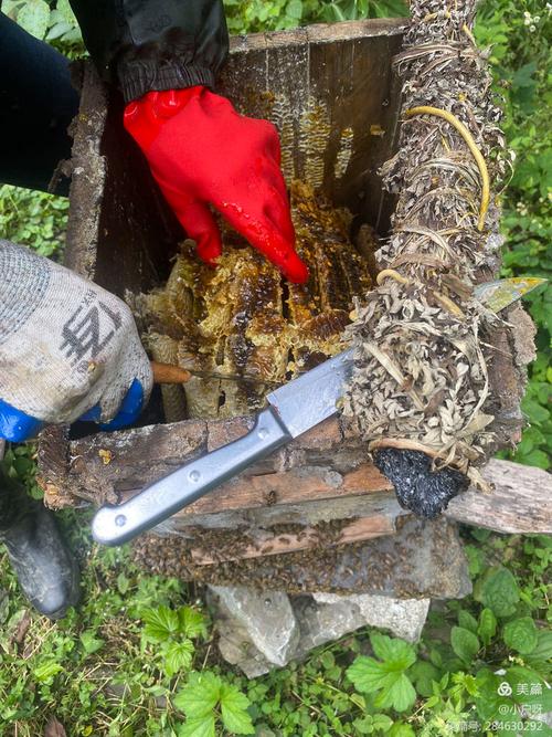南漳土蜂蜜手工割蜜现场实拍