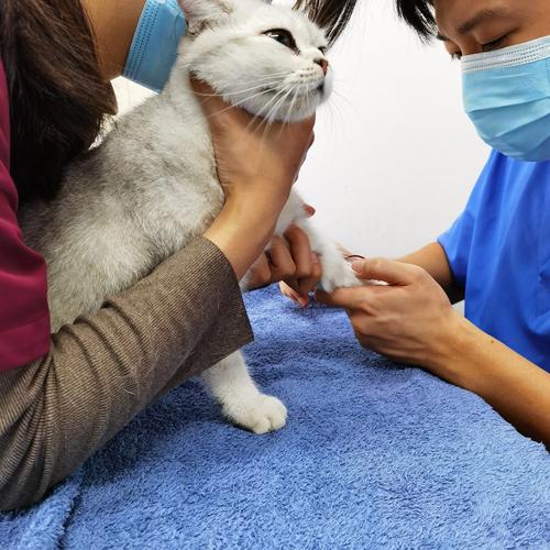 宠物主人给猫咪检查后肢关节场景