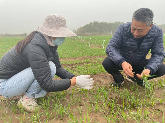 农户在小麦种植田查看倒春寒冻伤苗情