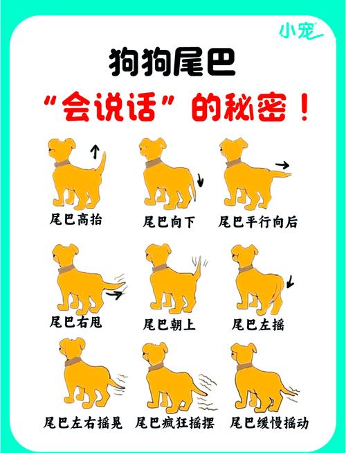 犬类行为学家记录狗尾巴摆动角度与情绪相关性示意图