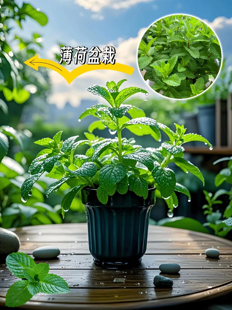 阳台盆栽薄荷香茅驱蚊植物摆放实景
