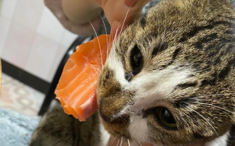 流浪猫进食煮熟三文鱼块场景