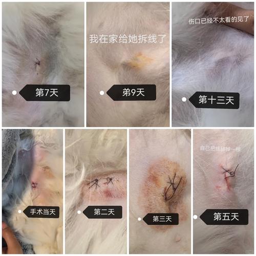 宠物绝育术后正常愈合伤口外观