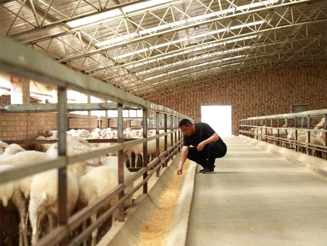 基层农险员在肉羊养殖圈舍核对存栏数
