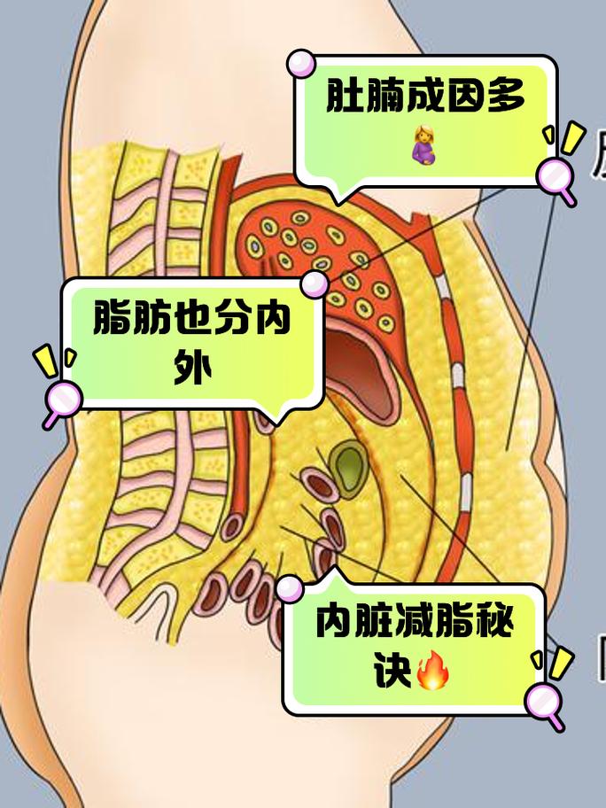 人体腹部皮下脂肪与内脏脂肪结构对比图
