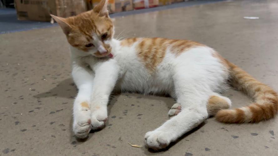 猫趴在刚拖过的地板上舔毛