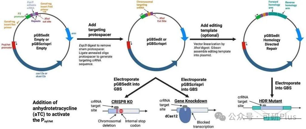 CRISPR-Cas12a基因编辑分子机制示意图