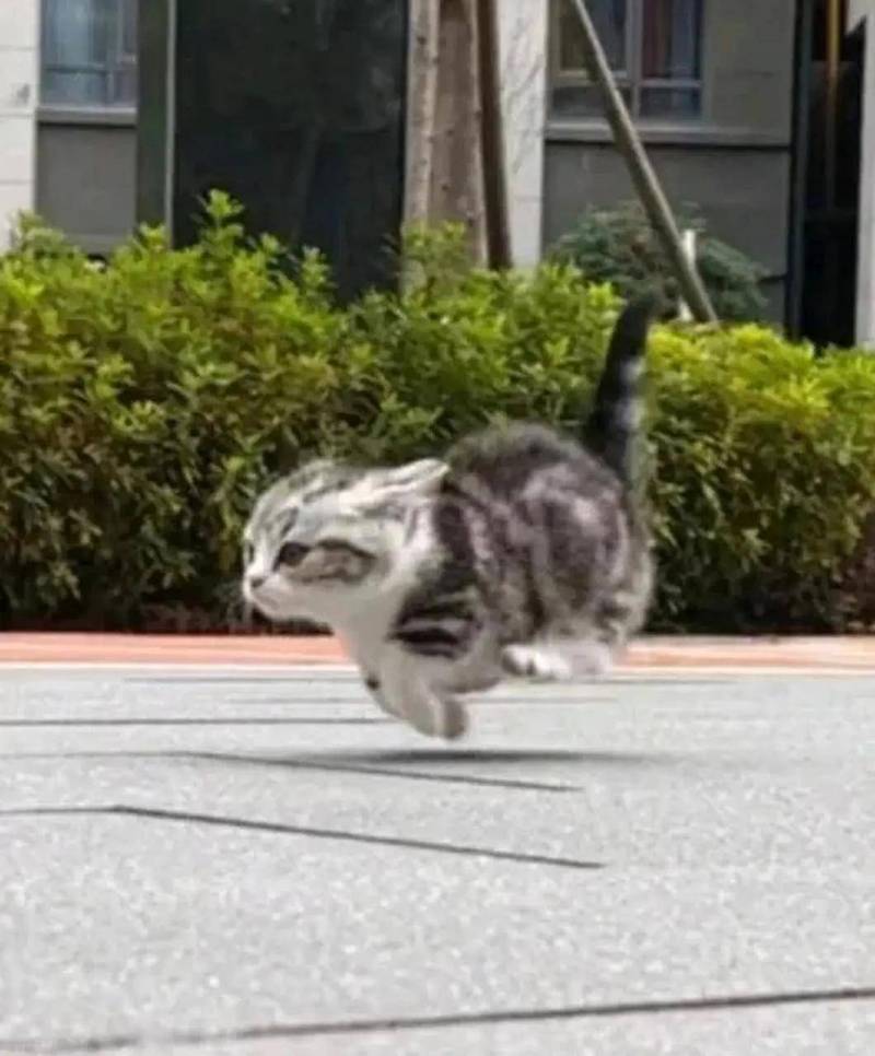 猫咪半夜在客厅跑酷模糊抓拍