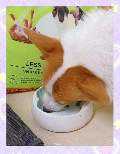 患胰腺炎狗狗恢复期进食场景图