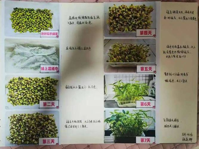 初中生物种子萌发条件知识点对比表