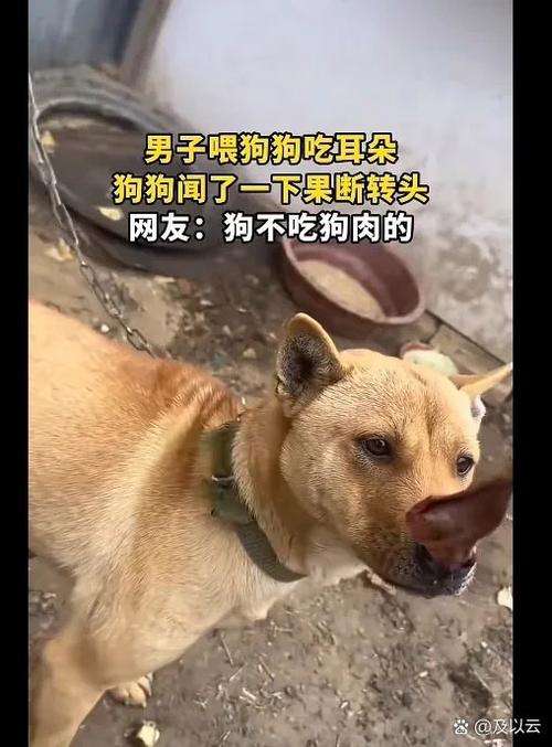 你天天见的东西,说不定都经它烤过