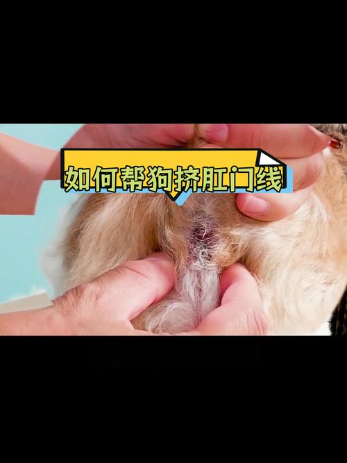 宠物兽医给狗狗检查肛门腺位置